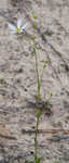 Pine barren stitchwort